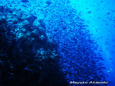 e0027447_1251952.jpg