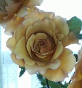 e0065350_583821.jpg