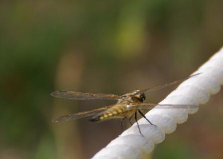 a0091666_2303390.jpg