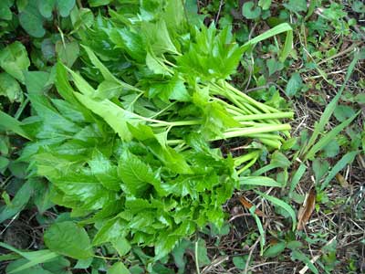e0097770_21402790.jpg