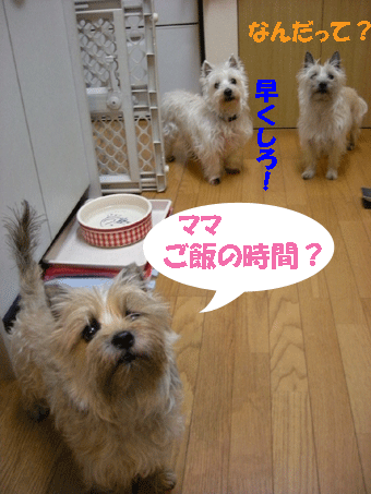 e0066883_19581468.gif
