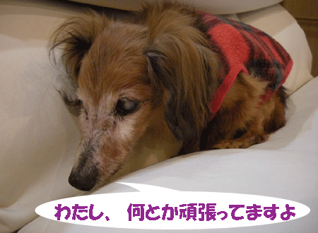 e0066883_20124356.gif