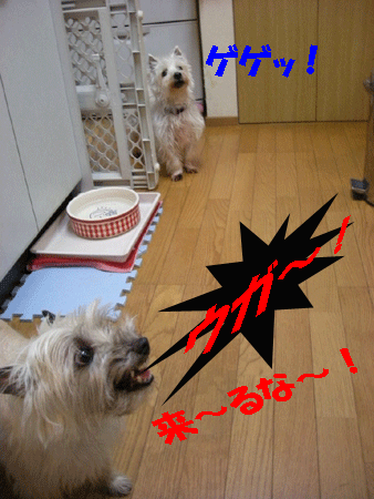 e0066883_2072487.gif