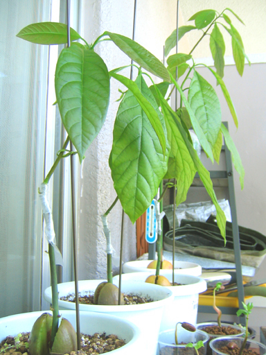 接木したアボカド, grafted avocado trees