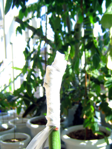 接木したアボカド, another grafted avocado tree