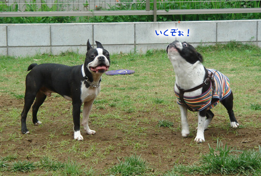 c0094999_434017.jpg