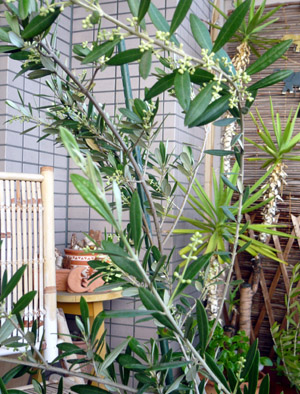 c0008209_23394250.jpg