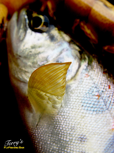 e0009009_2328599.jpg