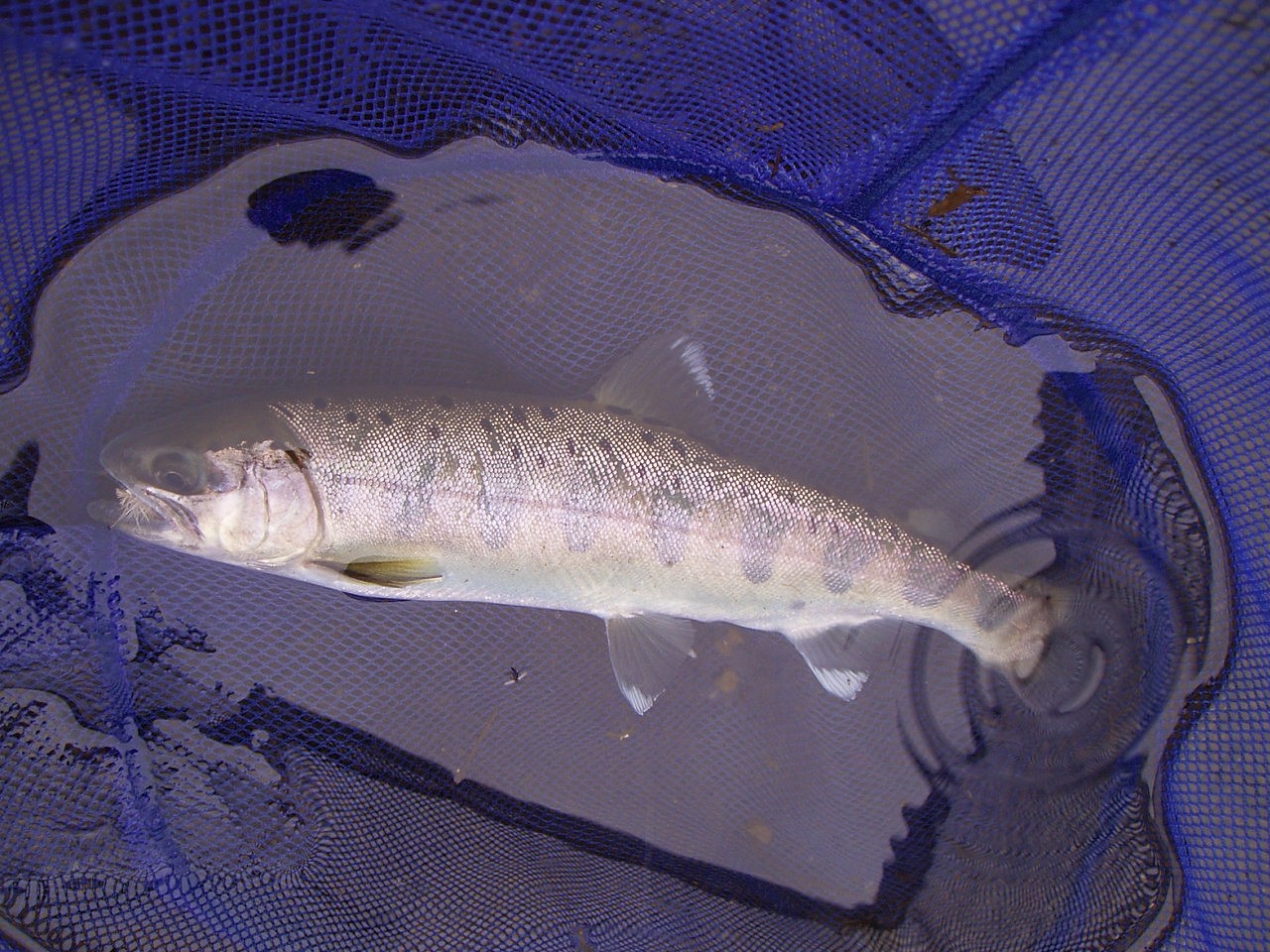 f0137709_1135437.jpg