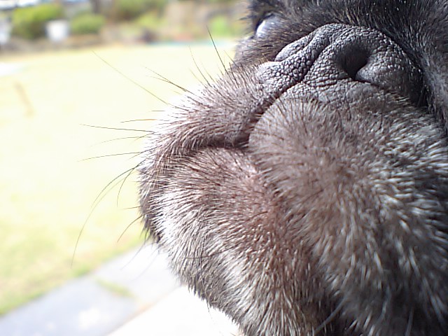 a0074110_2017671.jpg