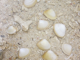 e0110113_2134631.jpg