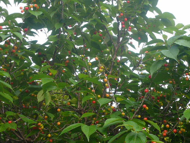 e0026017_23236100.jpg