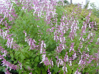 c0107129_302256.jpg