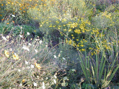 c0107129_315357.jpg