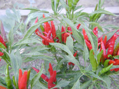 c0107129_343629.jpg