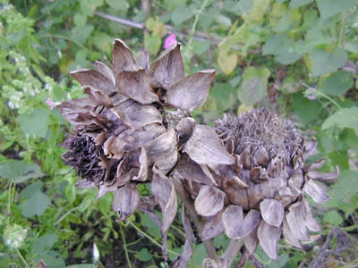 c0107129_34667.jpg