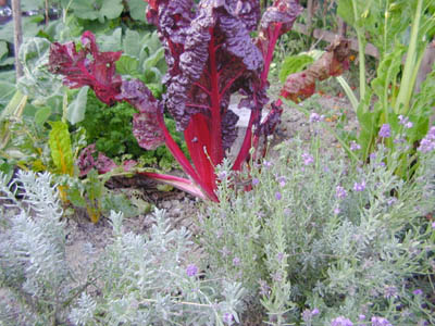 c0107129_35333.jpg