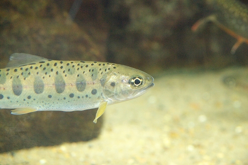 a0034438_1551556.jpg