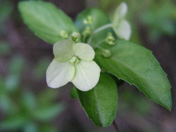 d0009738_1818029.jpg