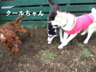 e0121548_22175519.jpg