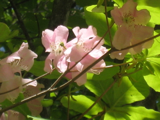 c0145449_1945741.jpg