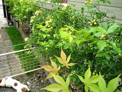 e0106372_14163875.jpg