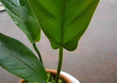 c0074591_2202664.jpg