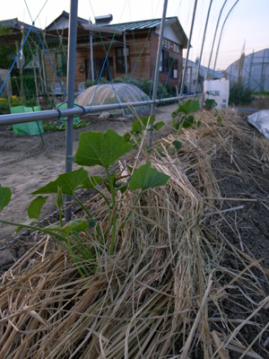 f0070493_00431.jpg