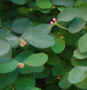 d0135907_963942.jpg