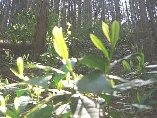 d0114517_17452288.jpg