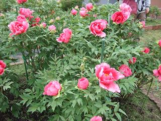 c0136324_2065060.jpg