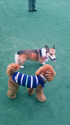 e0071225_045673.jpg