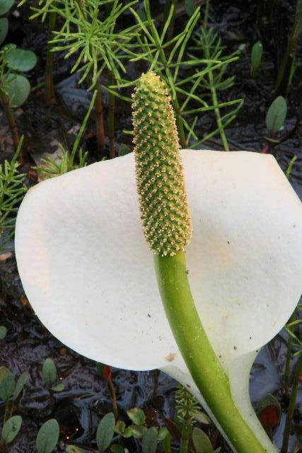 e0064133_0442410.jpg
