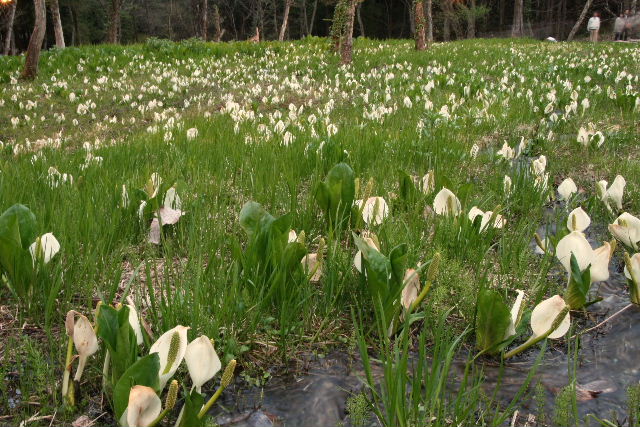 e0064133_0444059.jpg