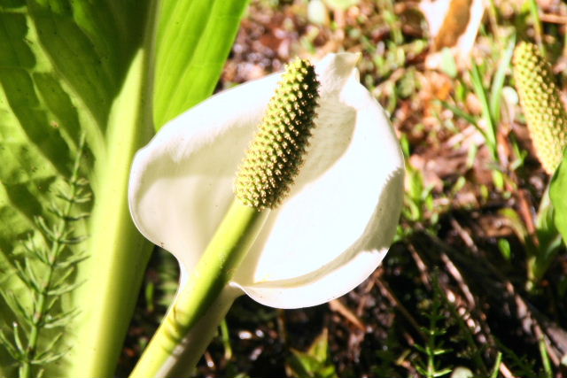 e0064133_0454848.jpg