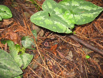e0110940_10312144.jpg