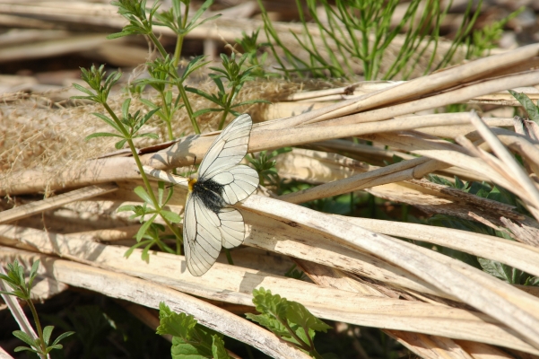 d0098057_4444540.jpg