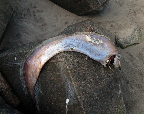 d0083859_19263772.jpg