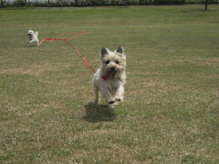 e0066883_20134887.gif