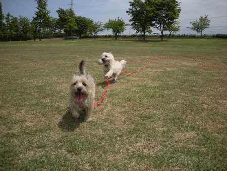 e0066883_2014085.gif