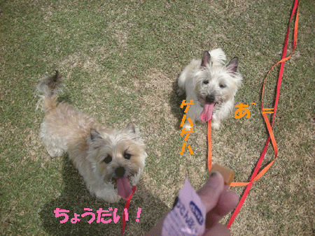 e0066883_20263876.gif