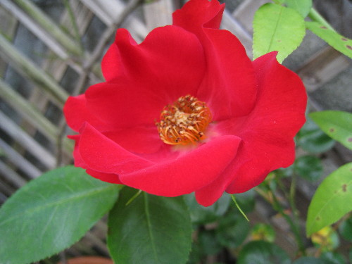 c0132387_0375018.jpg