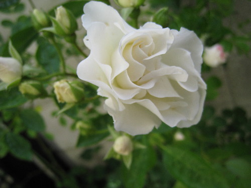 c0132387_0423890.jpg