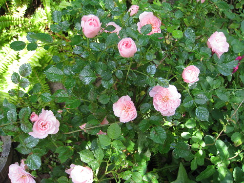 c0132387_175017.jpg