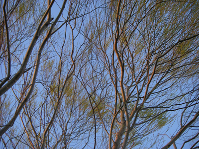 d0045295_23405767.jpg