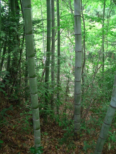 d0069498_9362033.jpg