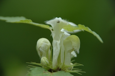 f0157901_2157070.jpg