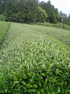 f0092416_17115295.jpg