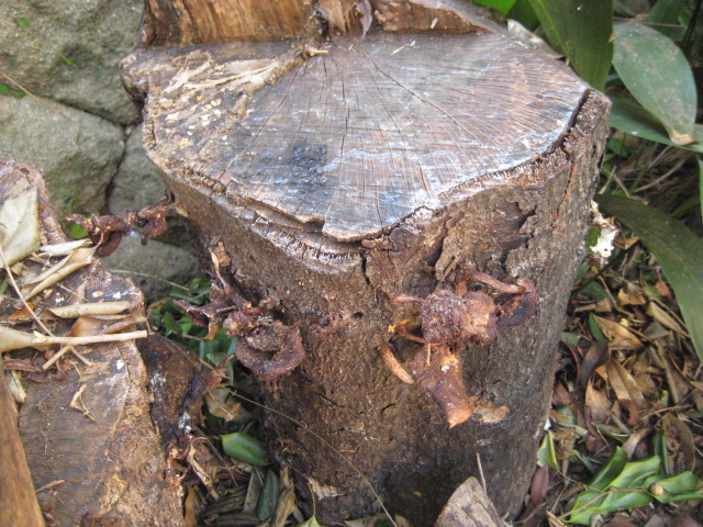 d0147727_834617.jpg