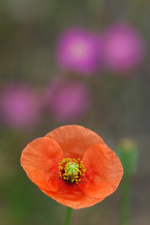 a0003746_16205425.jpg